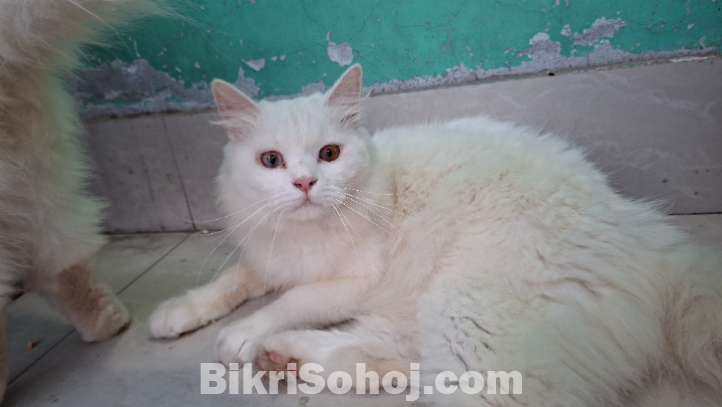 Short hair double  cot Persian Cats